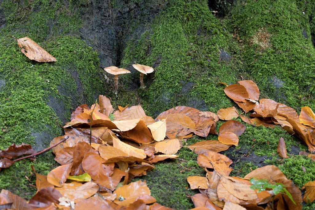 lente zomer herfst winter seizoen seizoenen voorjaar najaar hdr paddenstoelen bladeren mist regen sneeuw